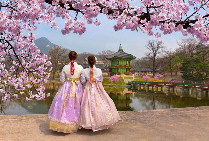 Đến thăm thân vào mùa hoa anh đào ở Hàn Quốc thì thời gian xin visa sẽ khá dài