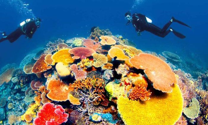 Lặn biển san hô ngắm bãi biển hấp dẫn dẫn du lịch Côn Đảo.- du lịch Côn Đảo giá rẻ