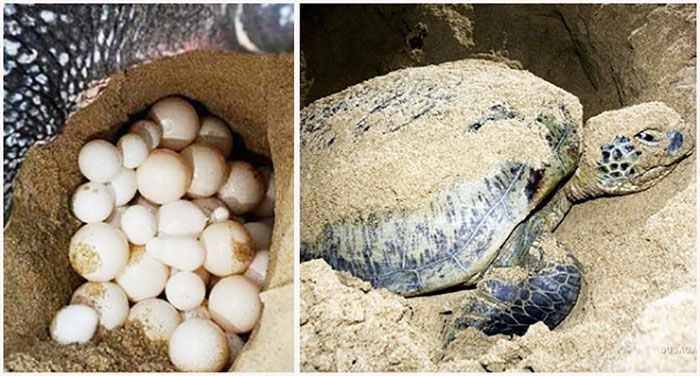 Tận mắt chứng kiến rùa đẻ trứng hay tại Côn Đảo.- du lịch Côn Đảo giá rẻ