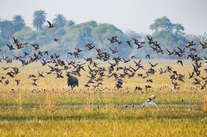 Ghana Keoladeo là đầm lầy đẹp trên thế giới tập trung nhiều loài chim