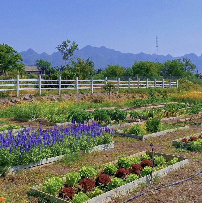 Dream Farmhouse Mộc Châu trồng đầy rau xanh ngoài vườn
