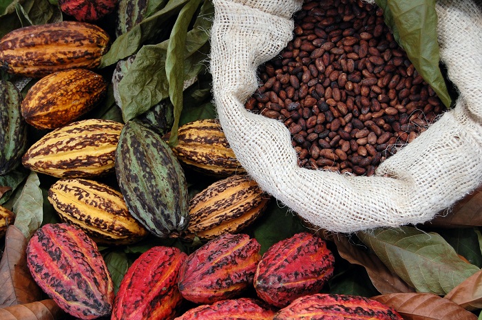 Quả cacao làm sô cô la - ẩm thực Maya
