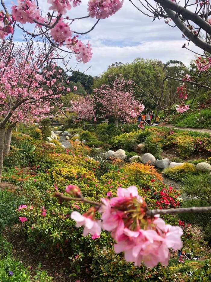 Hoa đào nở rộ trong khu vườn Nhật của công viên Balboa