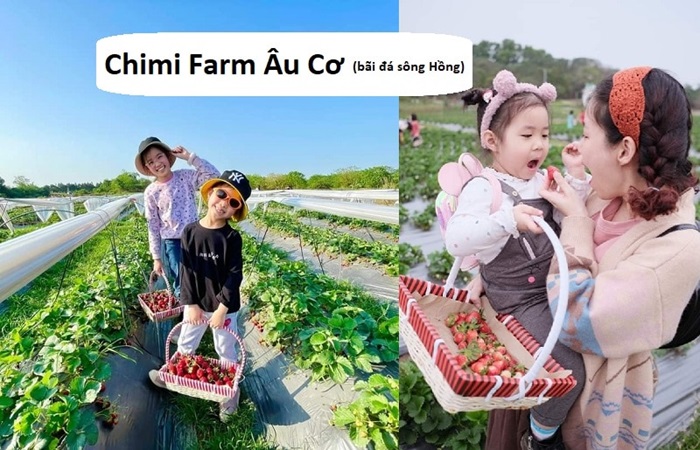 vườn dâu tây ở Hà Nội - Chimi Farm 3 