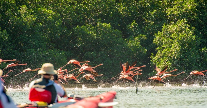Dạo chơi vườn quốc gia Ciénaga de Zapata là hoạt động ở bán đảo Zapata Cuba