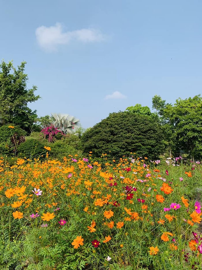 Chavi Garden Long An - Cánh đồng hoa 