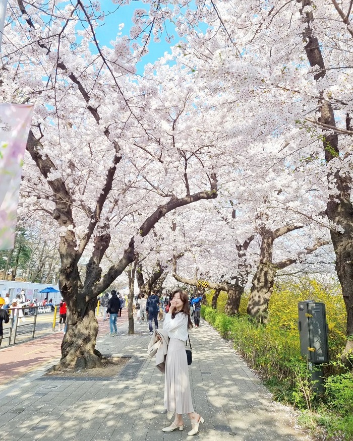 Con đường Yunjungno  là điểm ngắm hoa anh đào ở châu Á tại Hàn Quốc