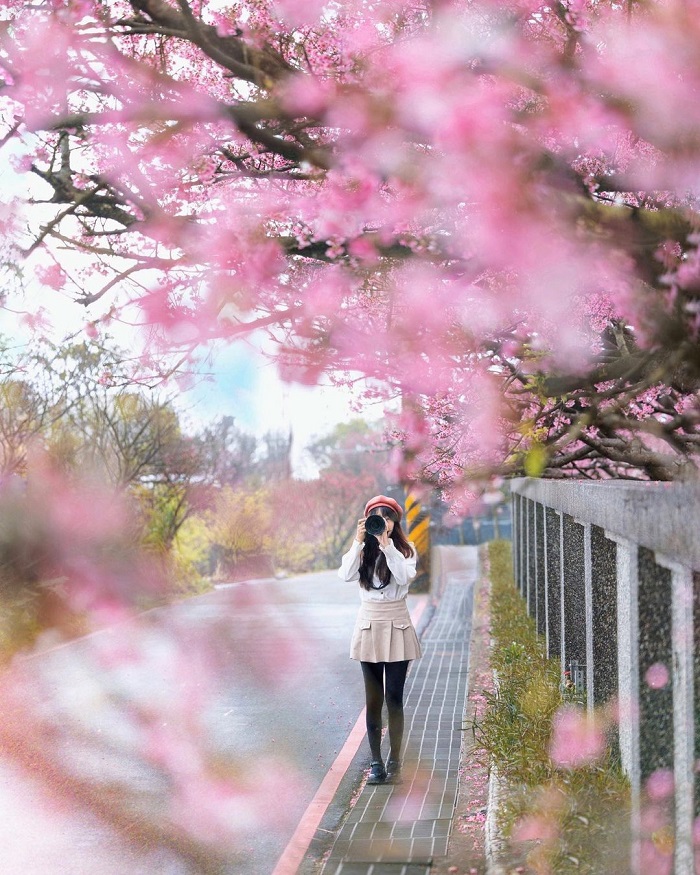 Công viên Yangmingshan là điểm ngắm hoa anh đào ở châu Á vô cùng lãng mạn