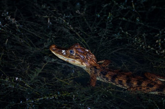 Night Safari là hoạt động không thể bỏ qua ở rừng nhiệt đới Gamboa Panama