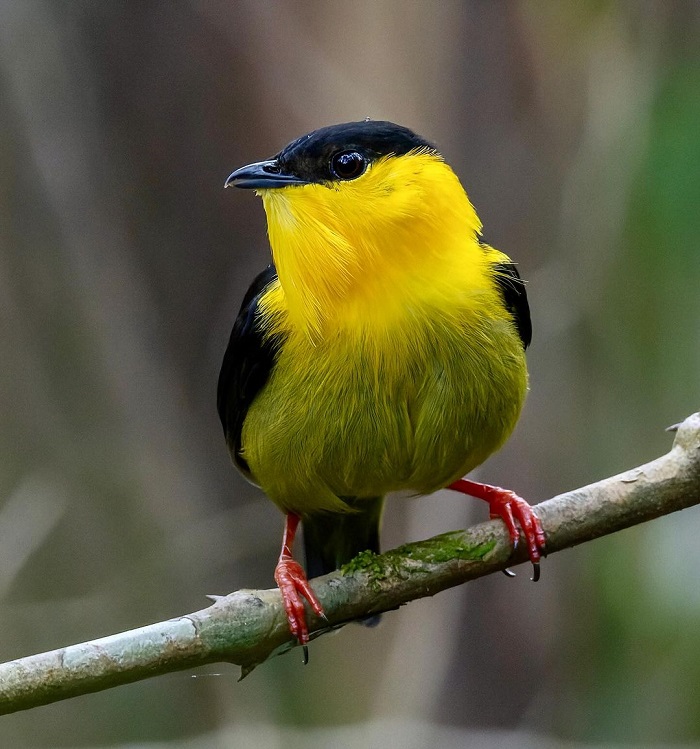 Ngắm chim là hoạt động không thể bỏ qua ở rừng nhiệt đới Gamboa Panama