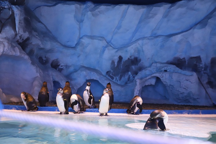 xem chim cánh cụt ở thuỷ cung Vinpearl Phú Quốc 