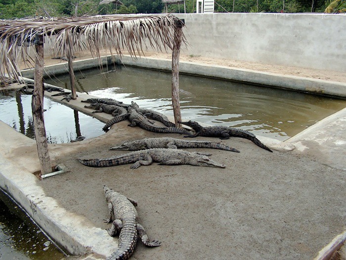 Trang Trại Cá Sấu là địa điểm tham quan xung quanh rừng ngập mặn Tumbes
