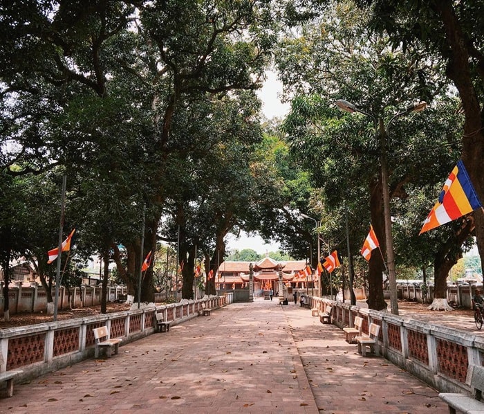 chùa Láng Hà Nội - hàng cây