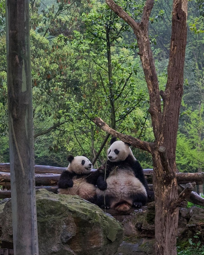 Công viên Đô Giang Yển là một trong những công viên gấu trúc châu Á được yêu thích