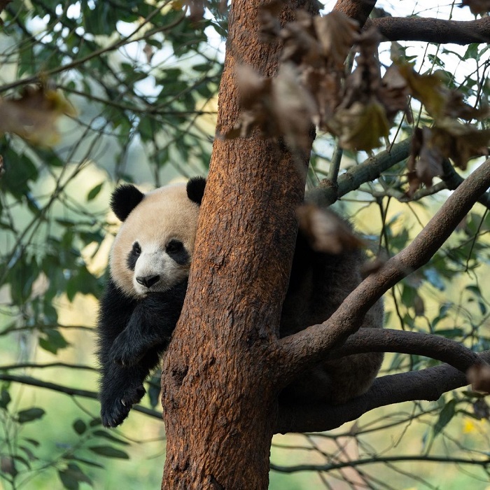 Công viên Đô Giang Yển là một trong những công viên gấu trúc châu Á quan trọng