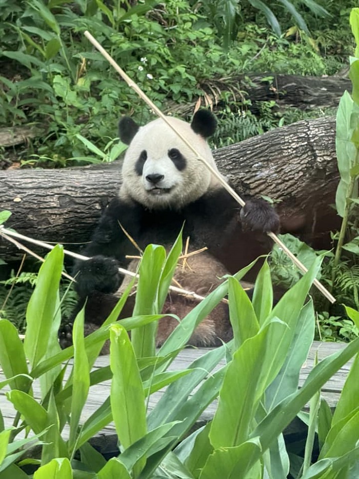 Vườn thú Taipei Zoo là một trong những công viên gấu trúc châu Á tại Đài Loan