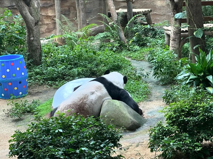 Vườn thú Zoo Negara là một trong những công viên gấu trúc châu Á rộng lớn