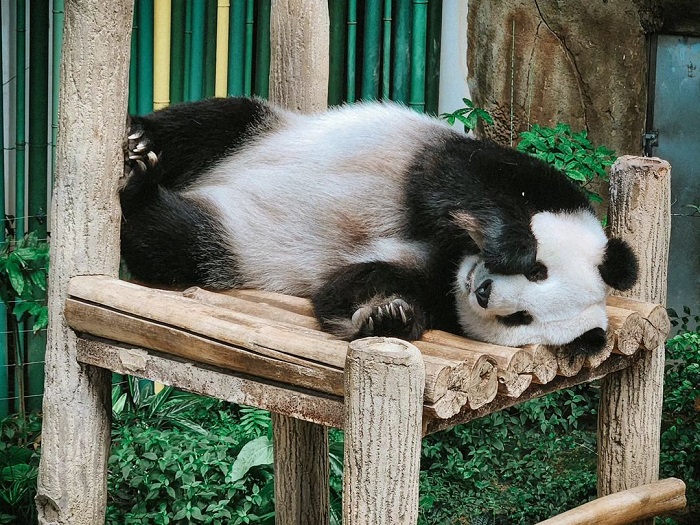 Vườn thú Zoo Negara là một trong những công viên gấu trúc châu Á hút khách