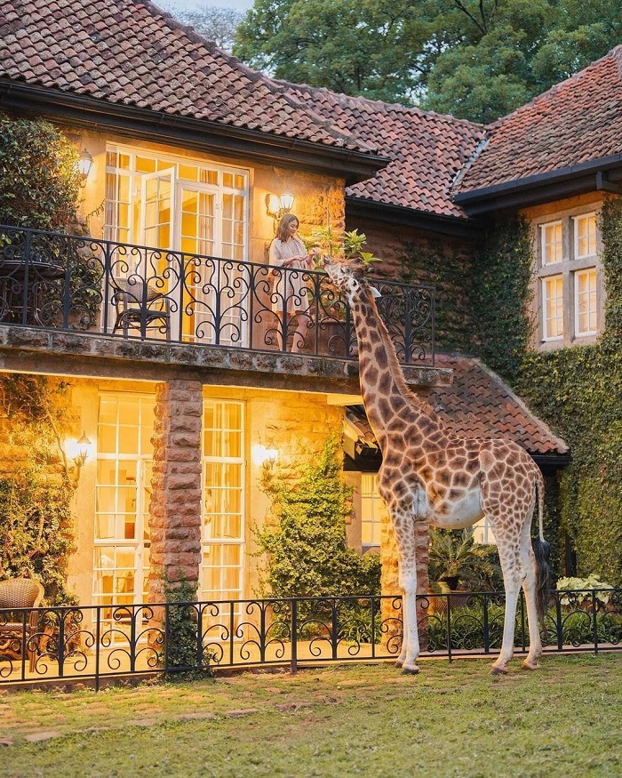 Giraffe Manor nhà hàng kỳ lạ trên thế giới mà bạn nên một lần dừng chân