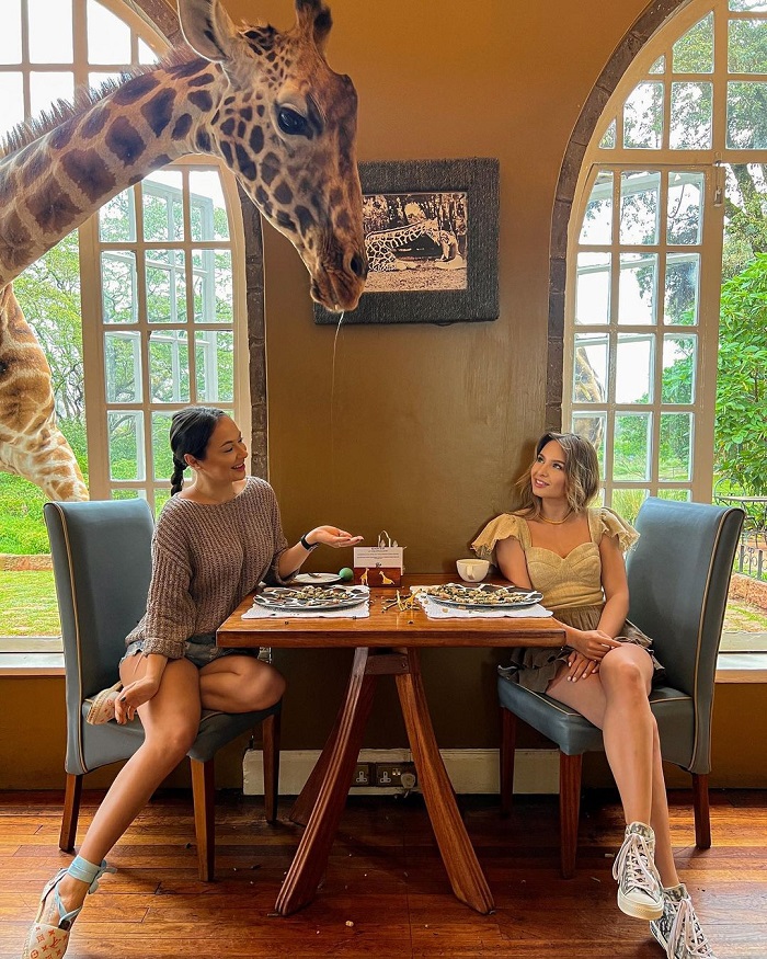 Giraffe Manor nhà hàng kỳ lạ trên thế giới với những người bạn hươu cao cổ