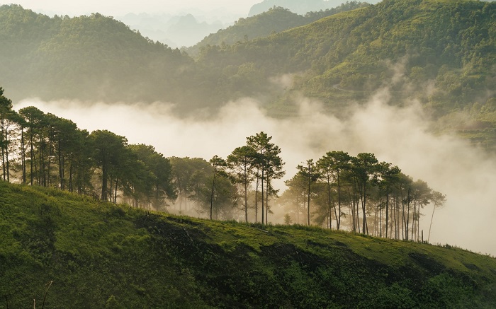 Vinh Quý là rừng thông đẹp ở miền Bắc nằm ở Cao Bằng