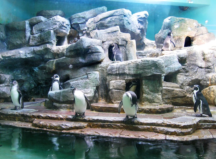 Chuồng chim cánh cụt ở vườn thú Praha Séc
