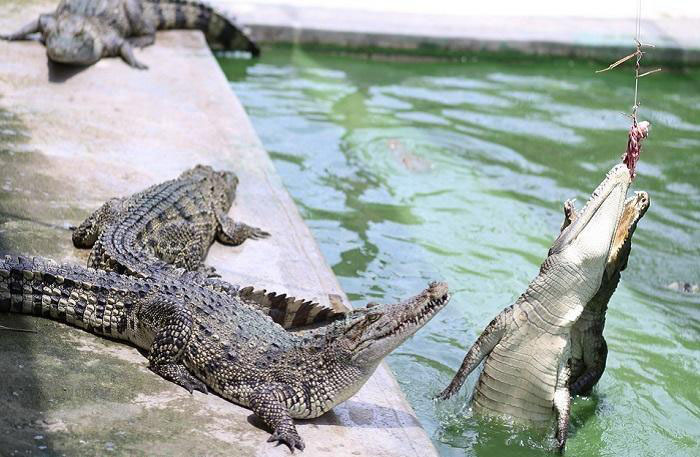 Trại cá sấu Long Xuyên - Hàng trăm con cá sấu