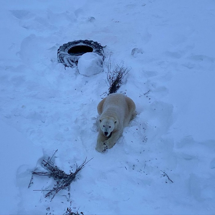 Quan sát gấu Bắc Cực là hoạt động du lịch thú vị ở công viên động vật hoang dã Ranua