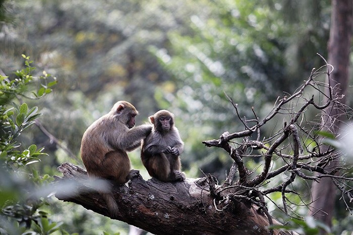 đảo Rều Quảng Ninh - ngắm khỉ