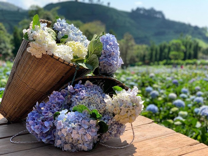 Ban Khun Pae là vườn hoa cẩm tú cầu đẹp trên thế giới vô cùng lãng mạn