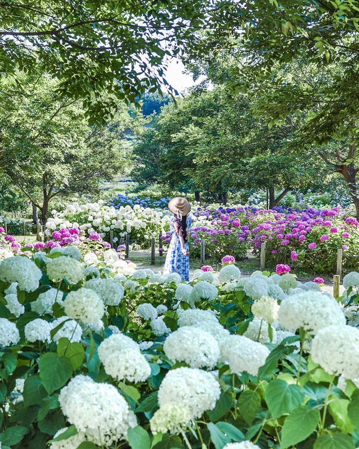 Công viên Tonbo Ike là vườn hoa cẩm tú cầu đẹp trên thế giới nằm tại Nhật Bản