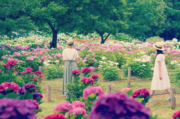 Công viên Tonbo Ike là vườn hoa cẩm tú cầu đẹp trên thế giới hút khách