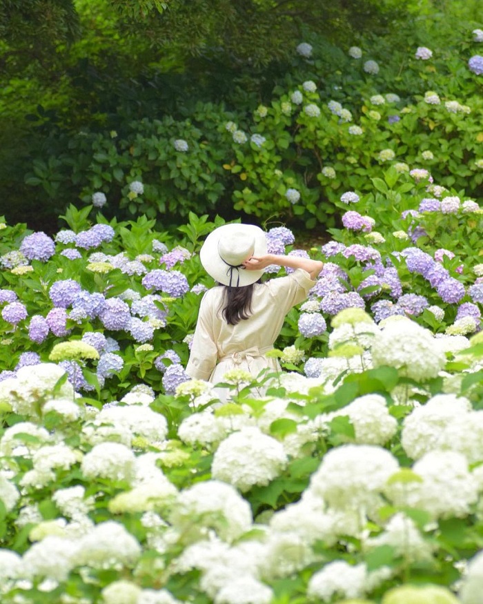 Công viên Tonbo Ike là vườn hoa cẩm tú cầu đẹp trên thế giới với vô số góc chụp