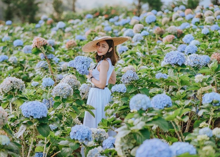 Ban Khun Pae là vườn hoa cẩm tú cầu đẹp trên thế giới nằm ở Thái Lan