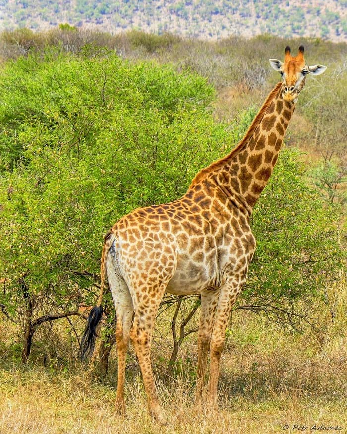 Động vật ở công viên Hluhluwe-Imfolozi Nam Phi