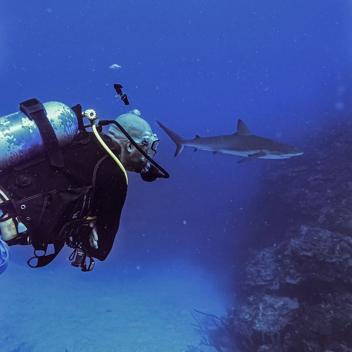 Đi lặn cùng cá mập là hoạt động phổ biến ở đảo Providencia Colombia