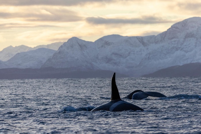 du lịch Tromso Ngắm cá voi