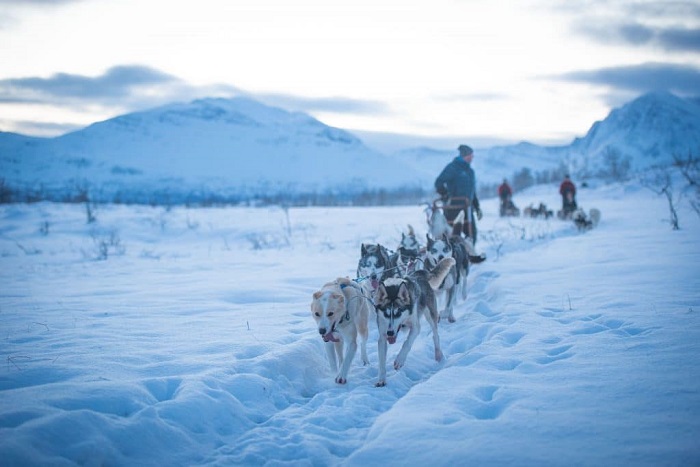 du lịch Tromso Trượt tuyết với xe chó