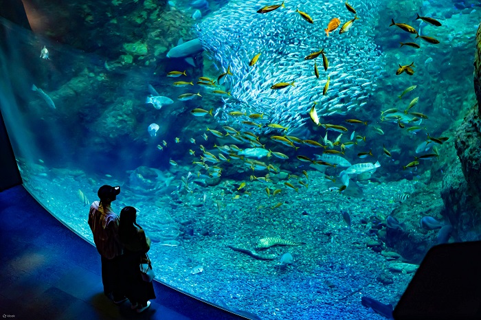 Thủy cung Enoshima là thủy cung đẹp ở Nhật Bản mà bạn nên ghé thăm 
