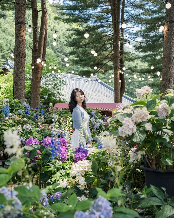 Morning Calm là vườn hoa đẹp ở châu Á thuộc Hàn Quốc
