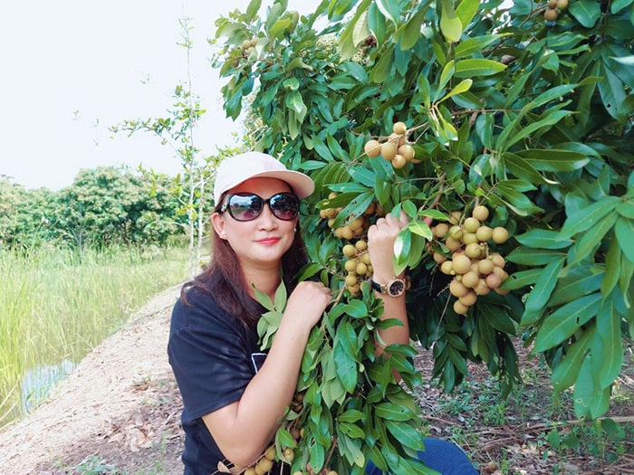 vườn nhãn U Minh Cà Mau - Vườn trái cây nổi tiếng