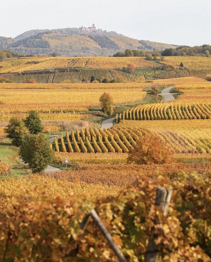  thị trấn Riquewihr sản xuất một số loại rượu vang ngon nhất của Alsace.