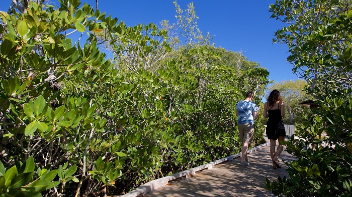 Lối đi lát ván bên trong rừng gập mặn của Công viên tiểu bang John Pennekamp Coral Reef