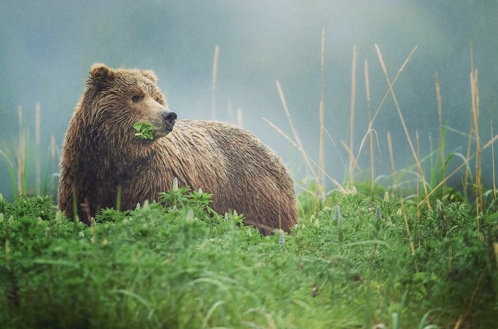 Gấu ở Kenai Alaska Bán đảo Kenai Alaska