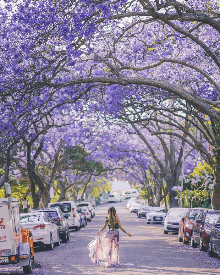 Đi tour Nam Phi ngắm hoa phượng tím: thủ đô Pretoria