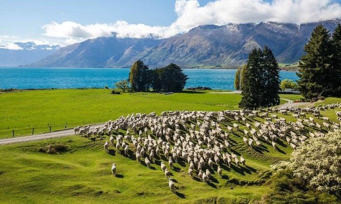 Làm thủ tục visa New Zealand. - các loại visa New Zealand