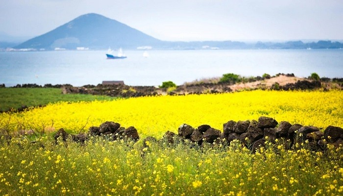 Đi tour du lịch Free & Easy Hàn Quốc khám phá đảo Jeju