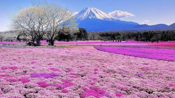 Đi tour Free & Easy Nhật Bản đến cánh đồng hoa Shiba Shuzuka 