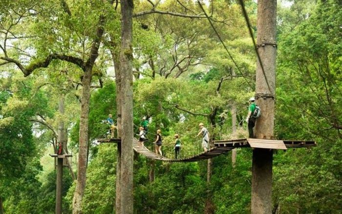 Rừng rậm Chiang Mai - Rừng nguyên sinh lớn tại Thái Lan - Du lịch Thái Lan giá rẻ