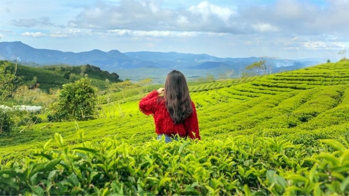 Đồi chè Cầu Đất cách trung tâm thành phố 25km, là nơi lý tưởng để săn mây. - du lịch Tây Nguyên giá rẻ